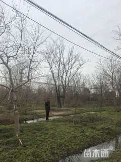 12公分(4杆)丛生乌桕