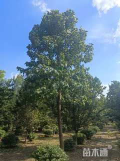 14公分楸树