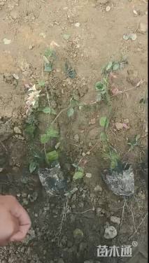 15厘米花叶络石