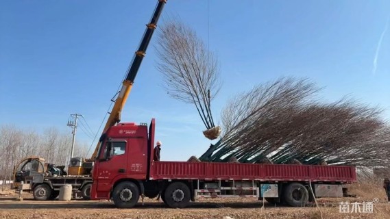 高度800厘米丛生美国红枫