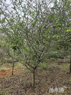 11公分垂丝海棠