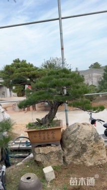 20公分造型黑松