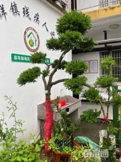 高度160厘米黄杨