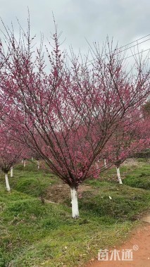 15公分骨里红梅