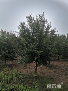 15公分绚丽海棠