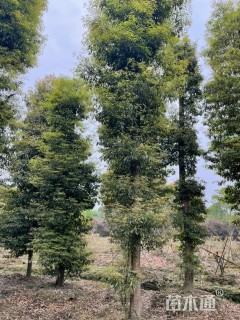 18公分金丝楠木