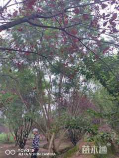 35公分(5杆)丛生蓝花楹