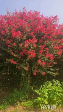 40公分紫薇花瓶