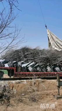 8公分高杆染井吉野樱