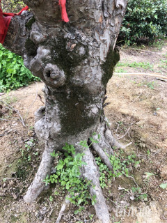 250厘米造型榆树