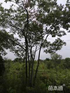 35公分丛生朴树