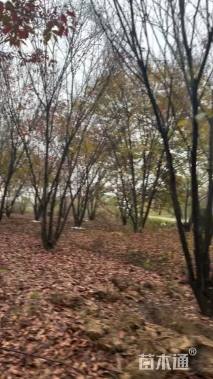 30公分(3杆)丛生榉树