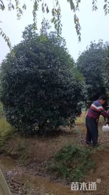 高度350厘米丛生桂花