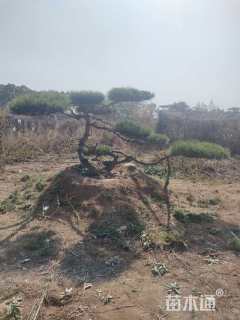 12公分造型赤松