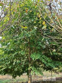 20公分乐昌含笑