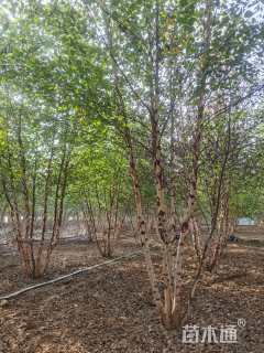 高度600厘米丛生河桦