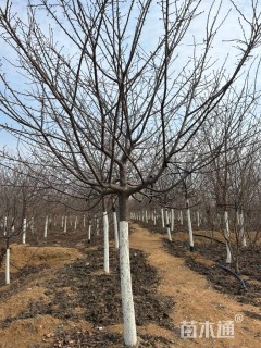 10公分红粉佳人樱