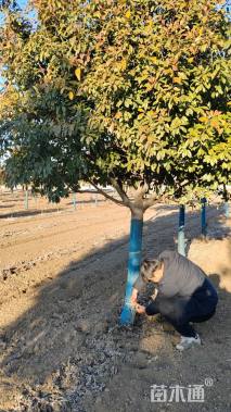 12公分红叶石楠