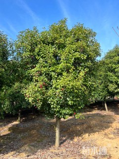 15公分红叶石楠