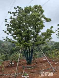 50公分(5杆)丛生香樟