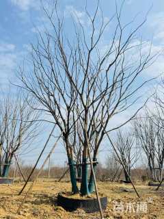 10公分(5杆)丛生朴树