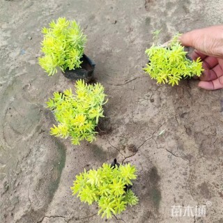 高度13厘米金叶佛甲草