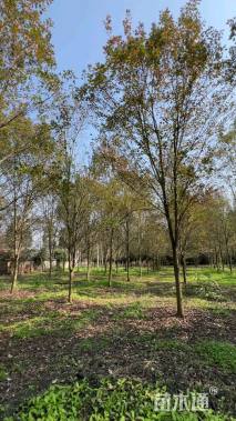 12公分美国红枫