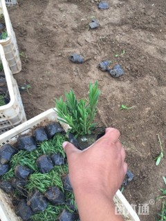 高度12厘米薰衣草