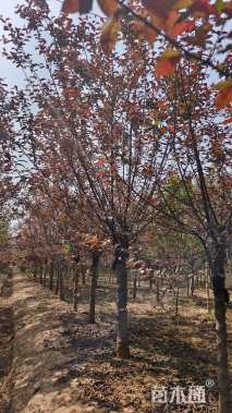 高度250厘米红叶榆叶梅