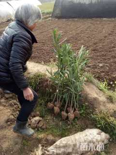 高度80厘米夹竹桃