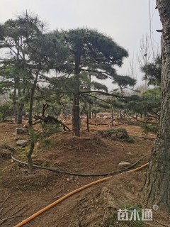 26公分造型黑松