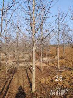 16公分欧洲枫香