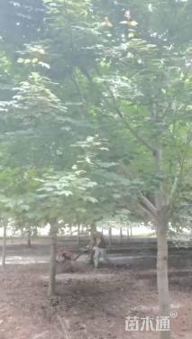 10公分美国红枫-红冠