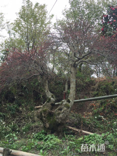 高度200厘米羽毛枫