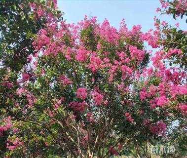 高度450厘米丛生红花紫薇