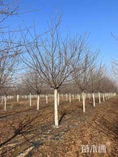 12公分染井吉野樱