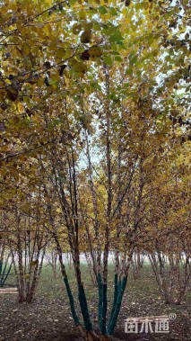 高度500厘米丛生河桦