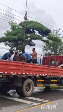 12公分造型黑松