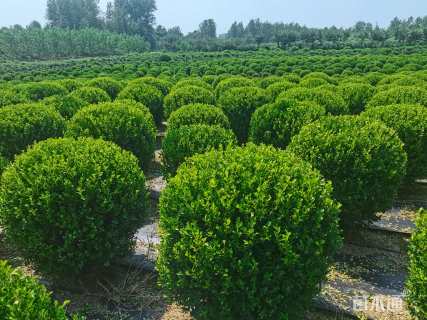 冠幅100厘米瓜子黄杨球