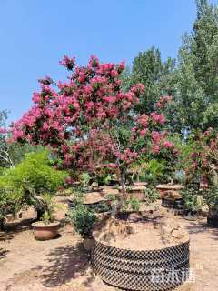 15公分造型紫薇