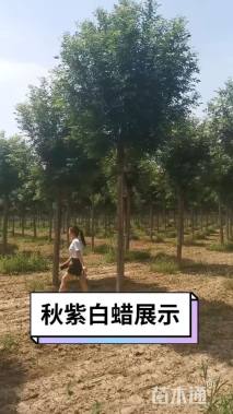 高度5厘米丛生白蜡