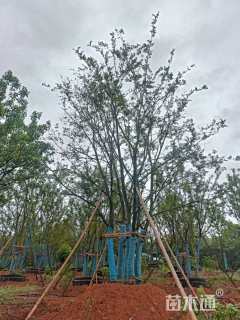 60公分丛生朴树