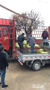 高度250厘米紫斑牡丹