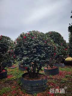 冠幅250厘米茶梅球