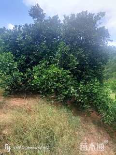 高度400厘米丛生胡柚