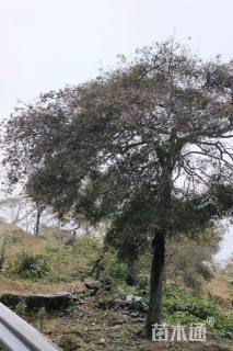 高度500厘米羽毛枫