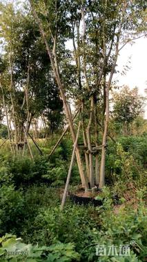 60公分(6杆)丛生朴树