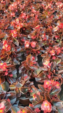 高度10厘米四季海棠