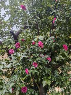 高度250厘米茶梅