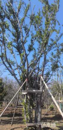 12公分(5杆)丛生朴树